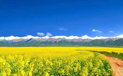 門(mén)源百里油菜花1