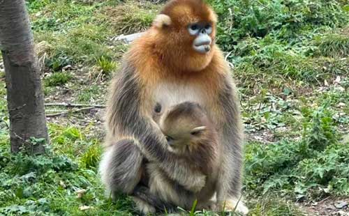 神農架猴子